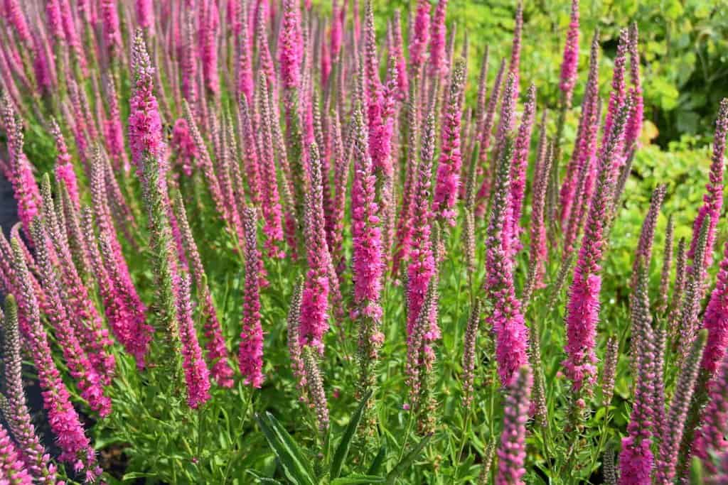 Veronica spicata 'Rotfuchs' ---